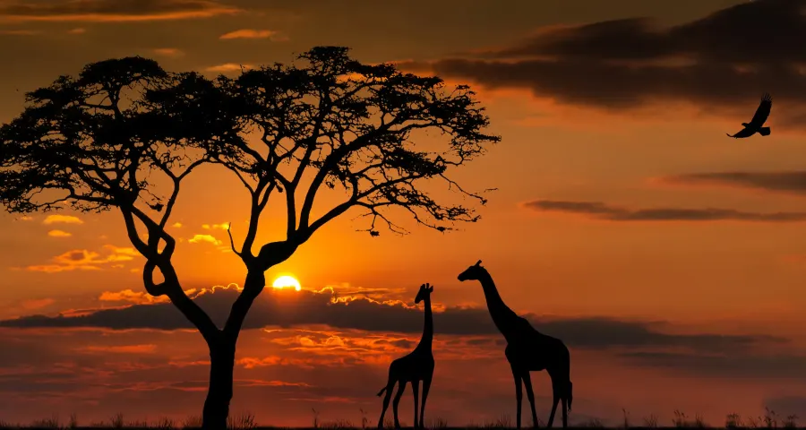 Acacia trees silhouetted against a fiery African sunset