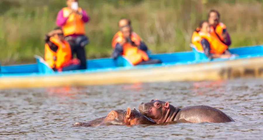 Travelers photographing a hippo from a safari boat