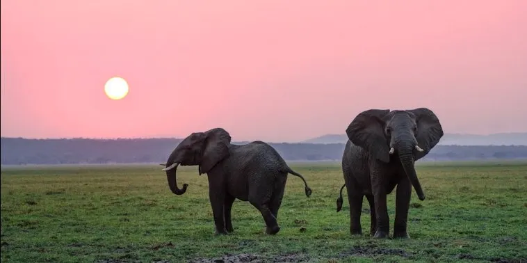 Pair of elephants greeting each other on open grassland at dusk