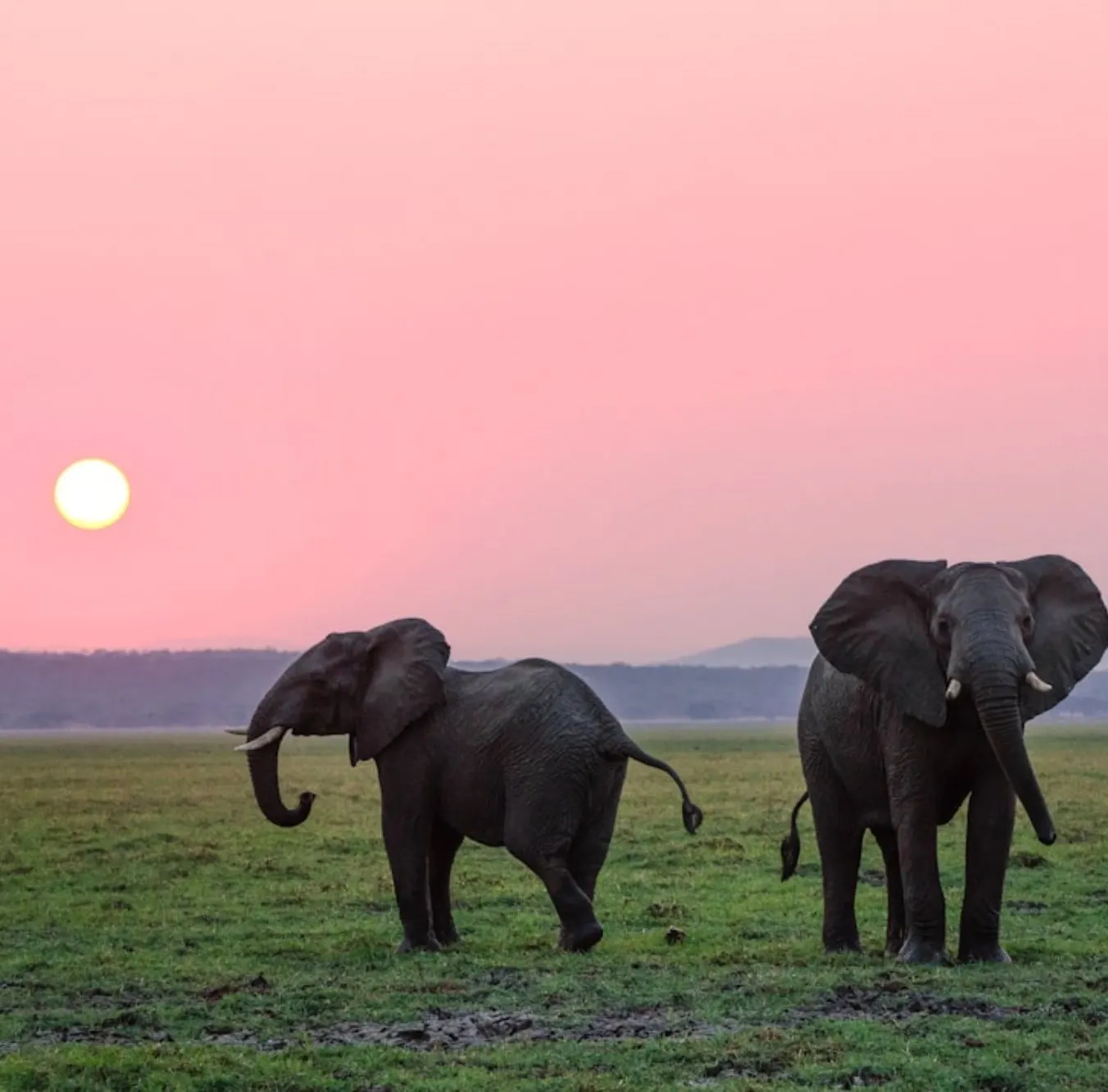 Two elephants under a pink dawn sky with a pale sun