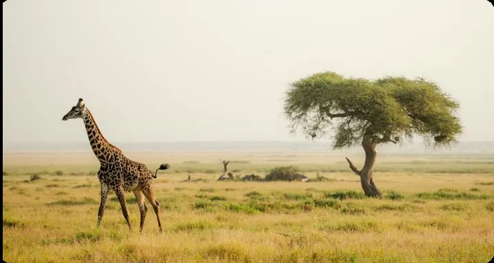 Lone giraffe walking across open savanna beside an acacia tree