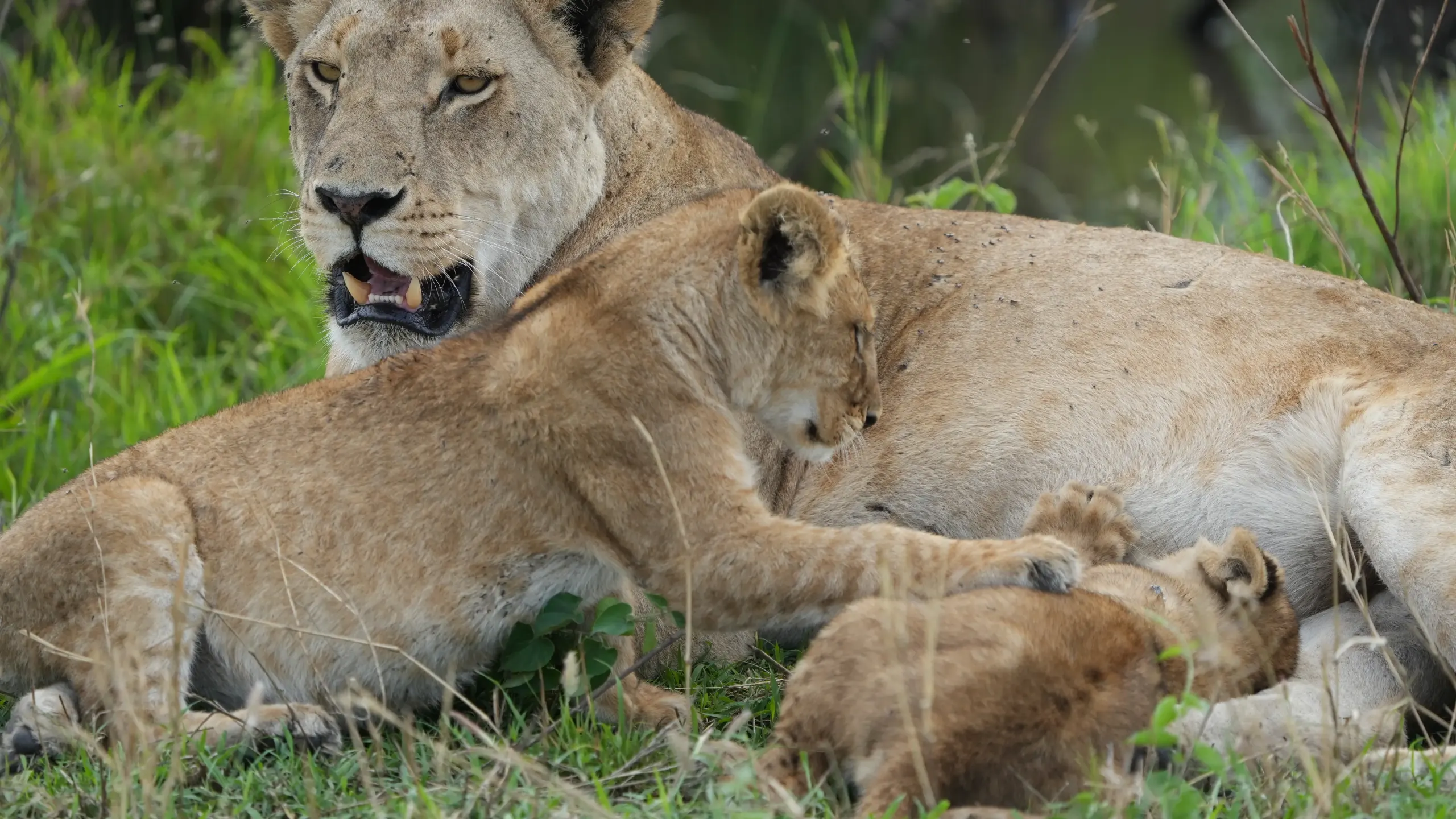 Lioness resting with cubs in green grass