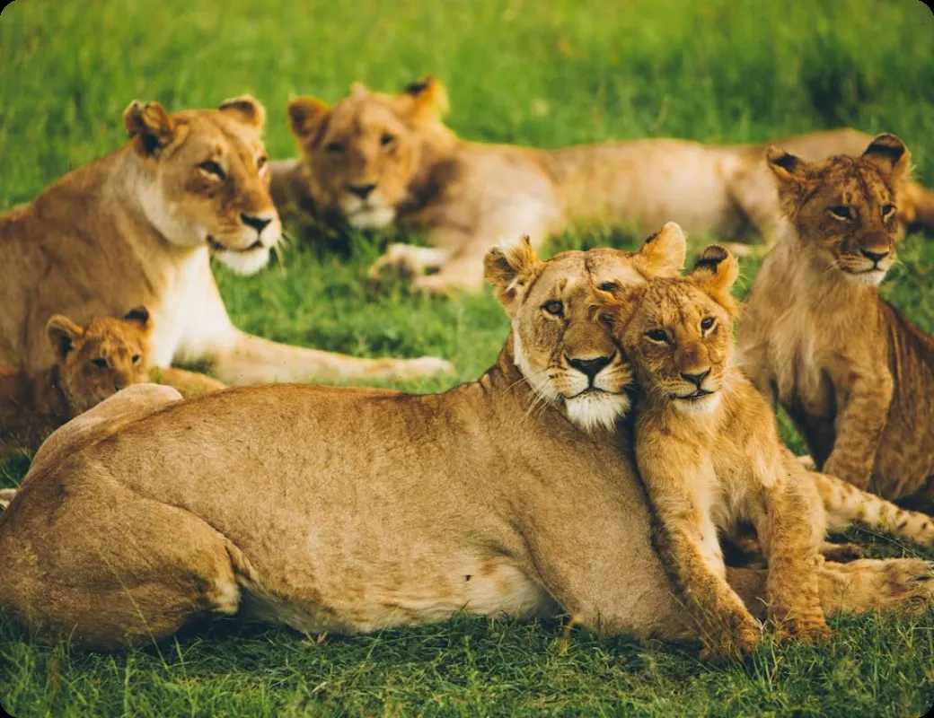Lionesses and cubs resting together in morning light
