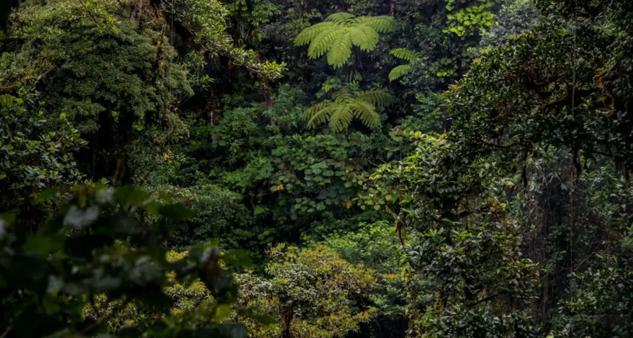 Dense green rainforest canopy with tree ferns