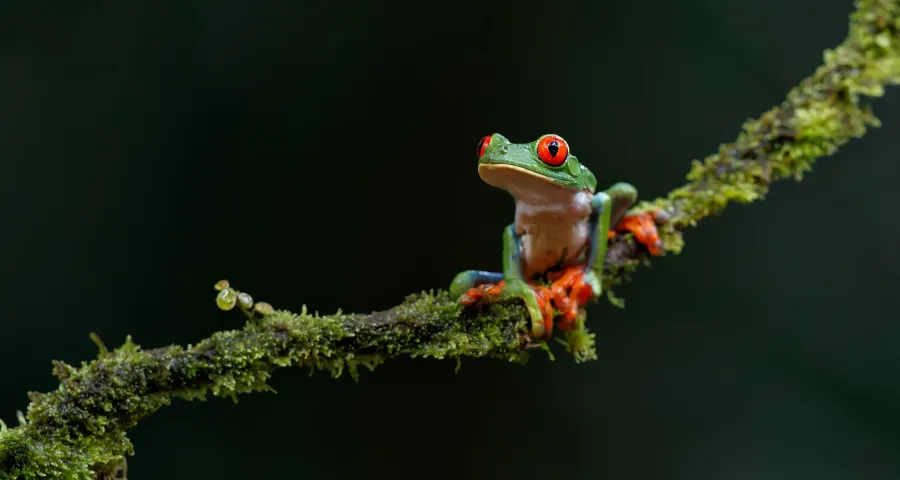 Red-eyed tree frog on a mossy branch