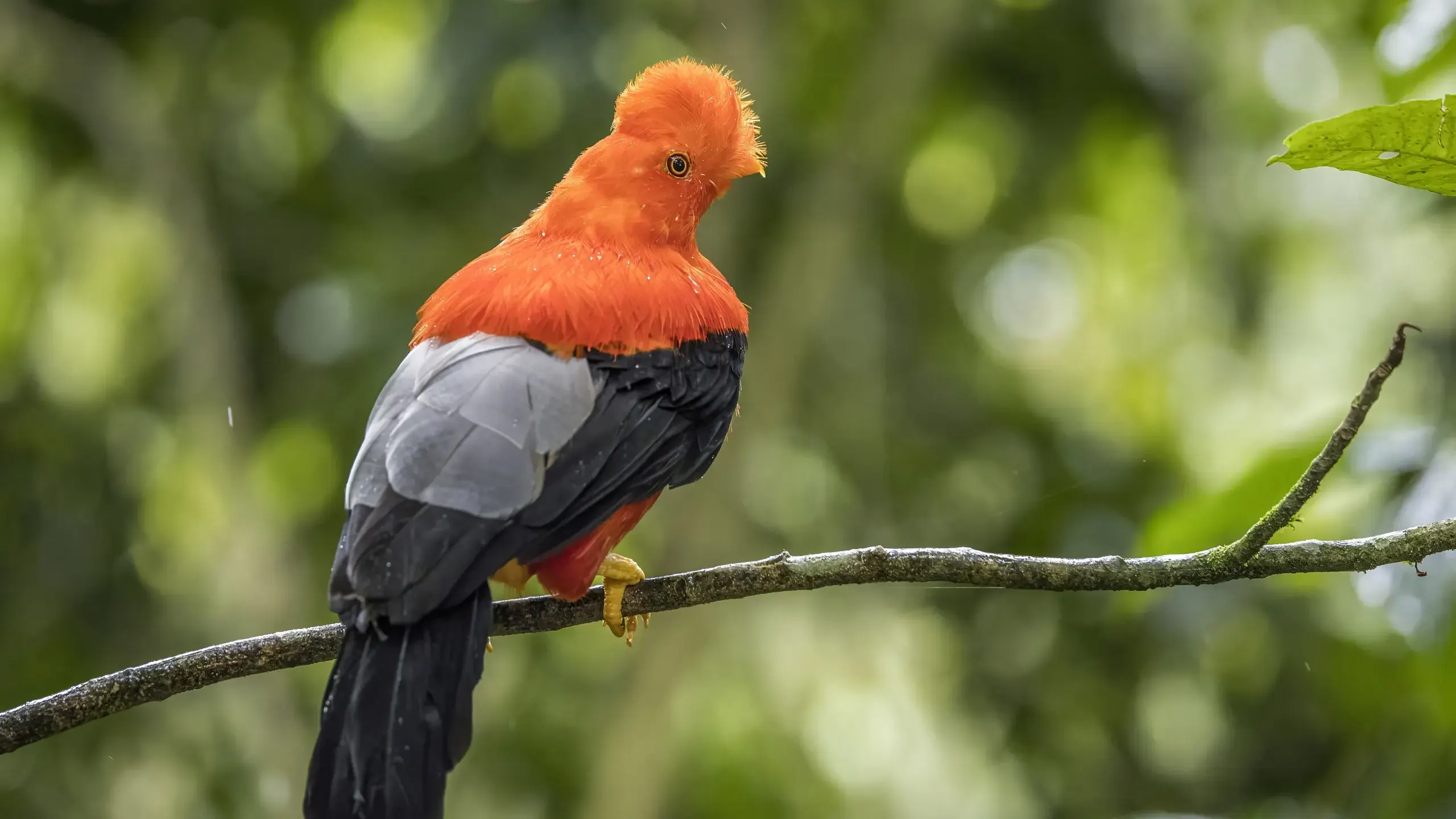 Male Andean cock-of-the-rock perched on a branch