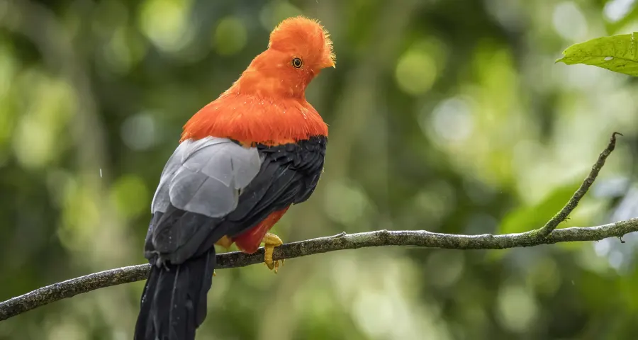 Male Andean cock-of-the-rock perched on a branch