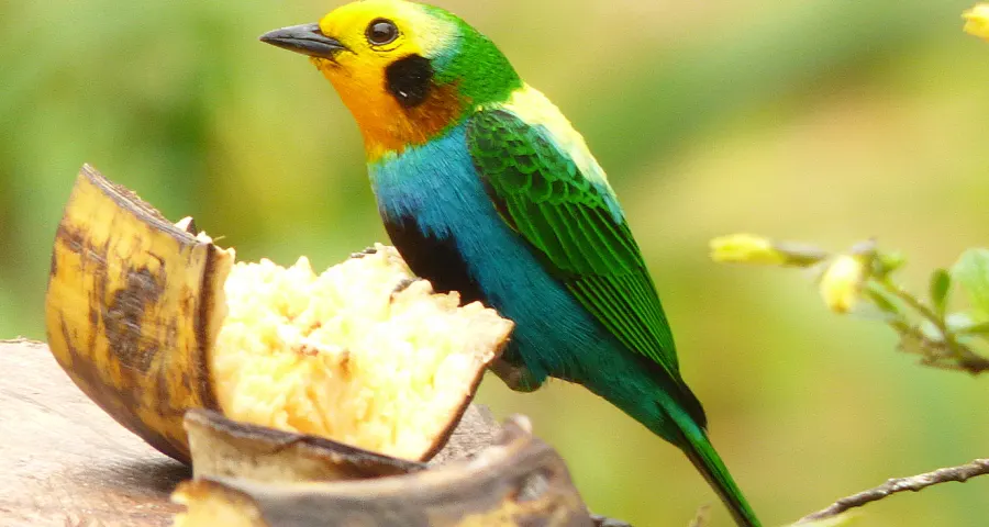 Multicolored tanager at a feeding station