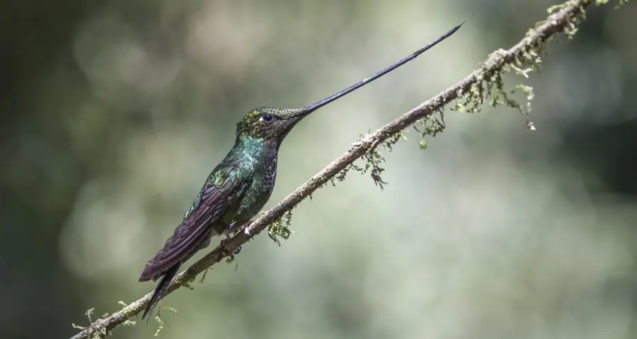 Sword-billed hummingbird perched on a lichen-covered twig