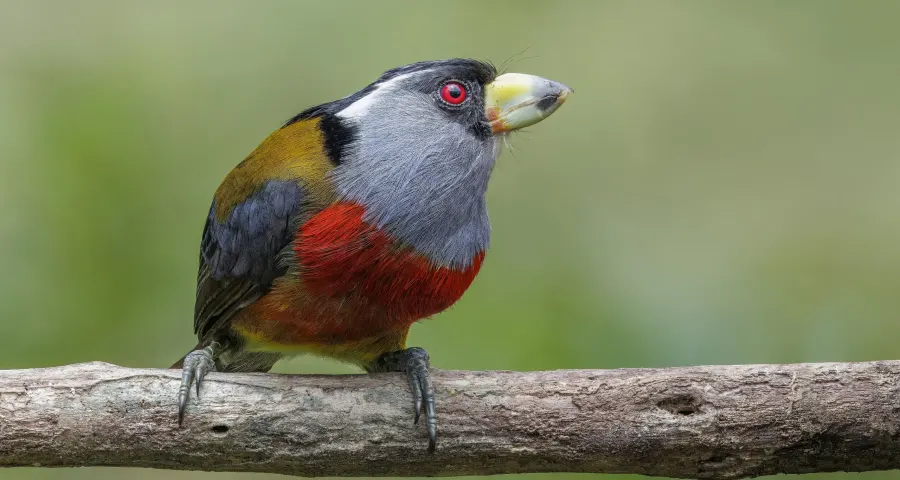 Toucan barbet perched on a mossy branch