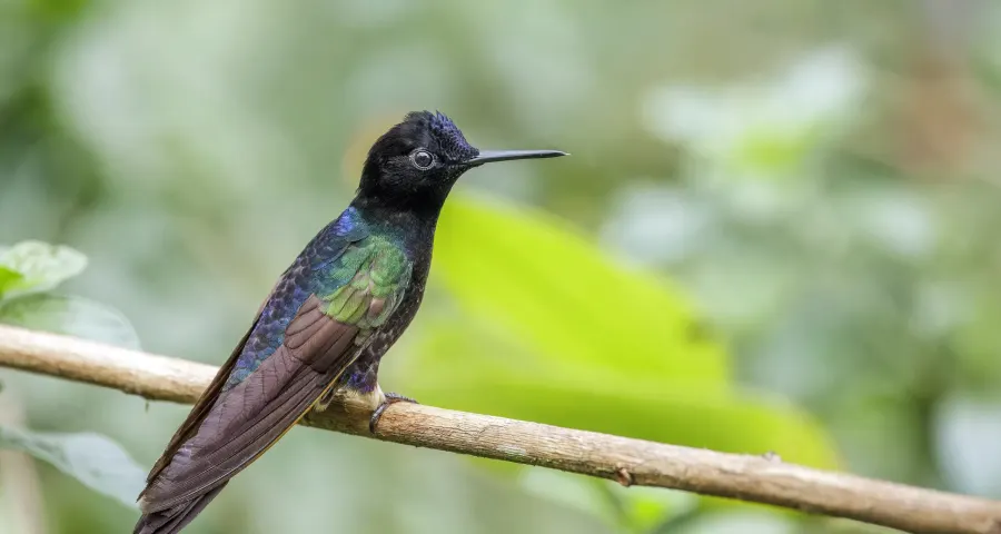 Velvet-purple coronet hummingbird among green leaves