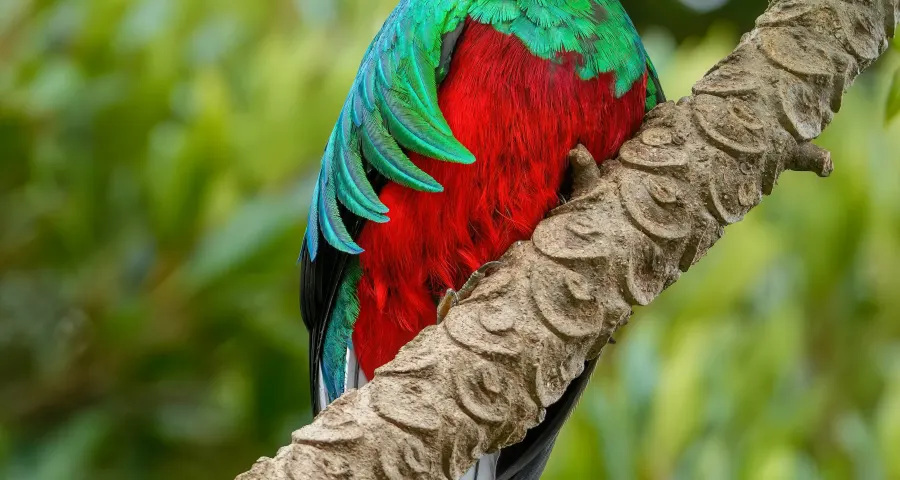 Male resplendent quetzal with long tail streamers in the cloud forest