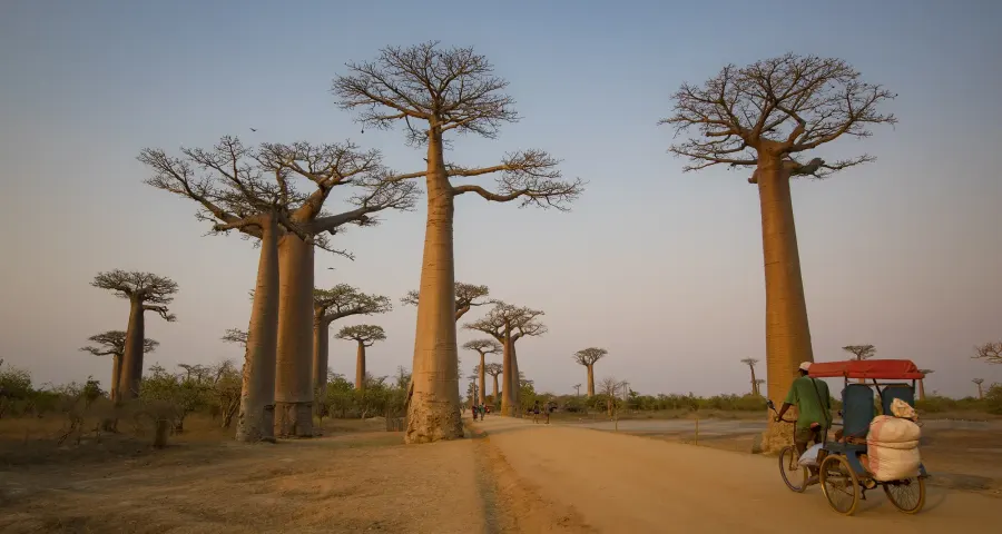 Zebu cart passing between giant baobabs on a red-earth road