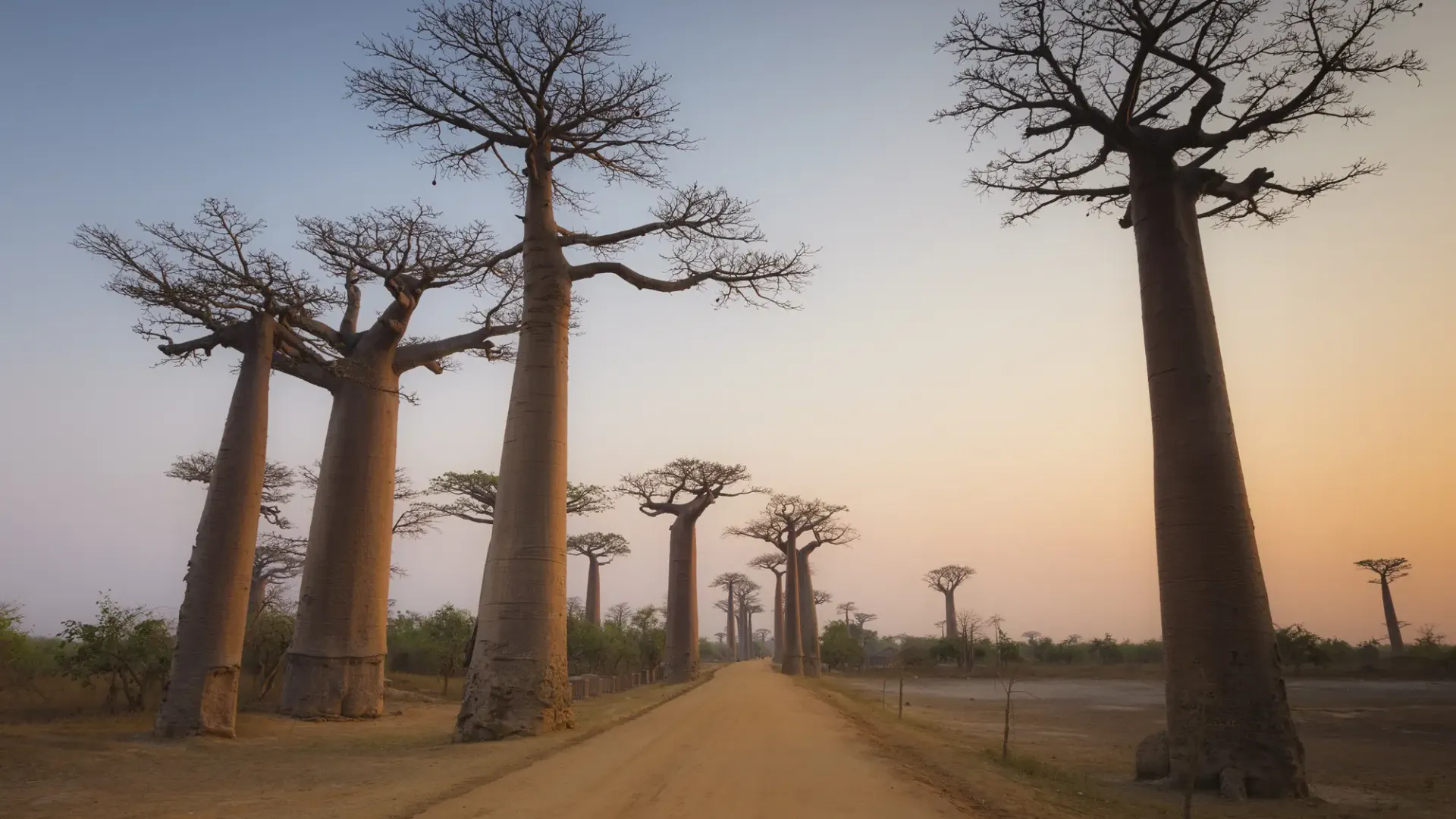 Avenue of the Baobabs glowing at sunset near Morondava