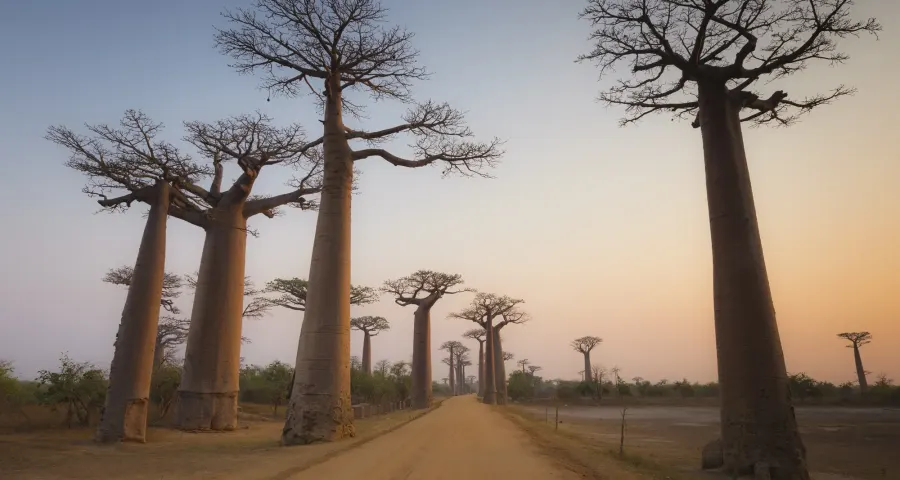 Avenue of the Baobabs glowing at sunset near Morondava