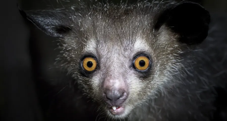 Aye-aye photographed at night, Madagascar's most elusive lemur
