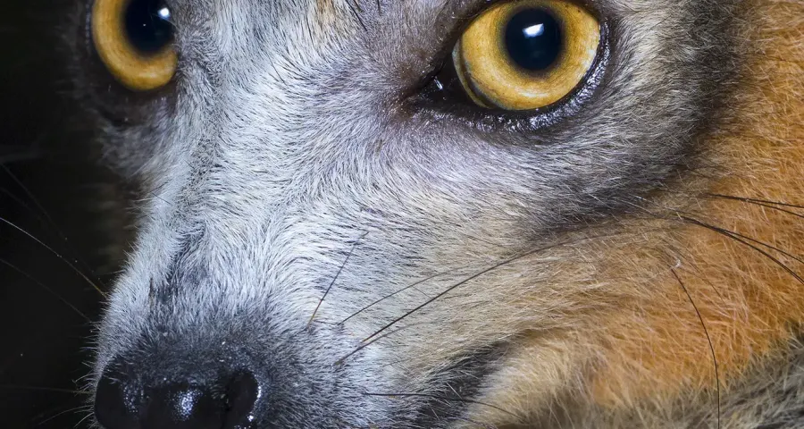 Portrait of a crowned lemur with amber eyes
