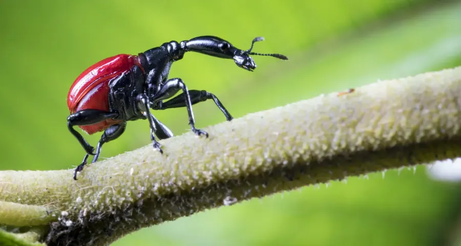 Red giraffe weevil climbing a green stem