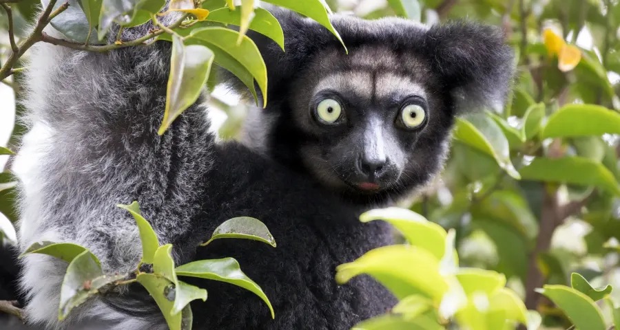 Indri, the largest living lemur, in the Andasibe rainforest