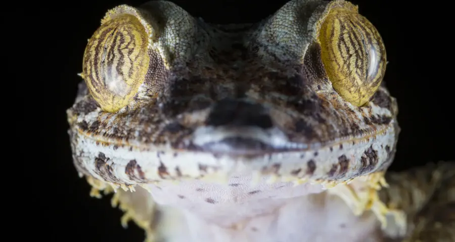 Leaf-tailed gecko photographed face to face