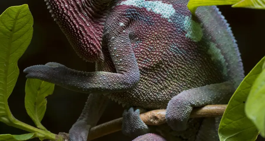 Panther chameleon resting on green leaves
