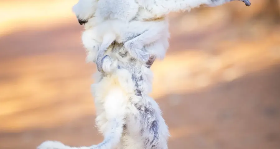Verreaux's sifaka mid-leap — the famous dancing sifaka