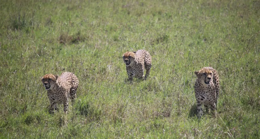 Cheetahs walking through savanna grass