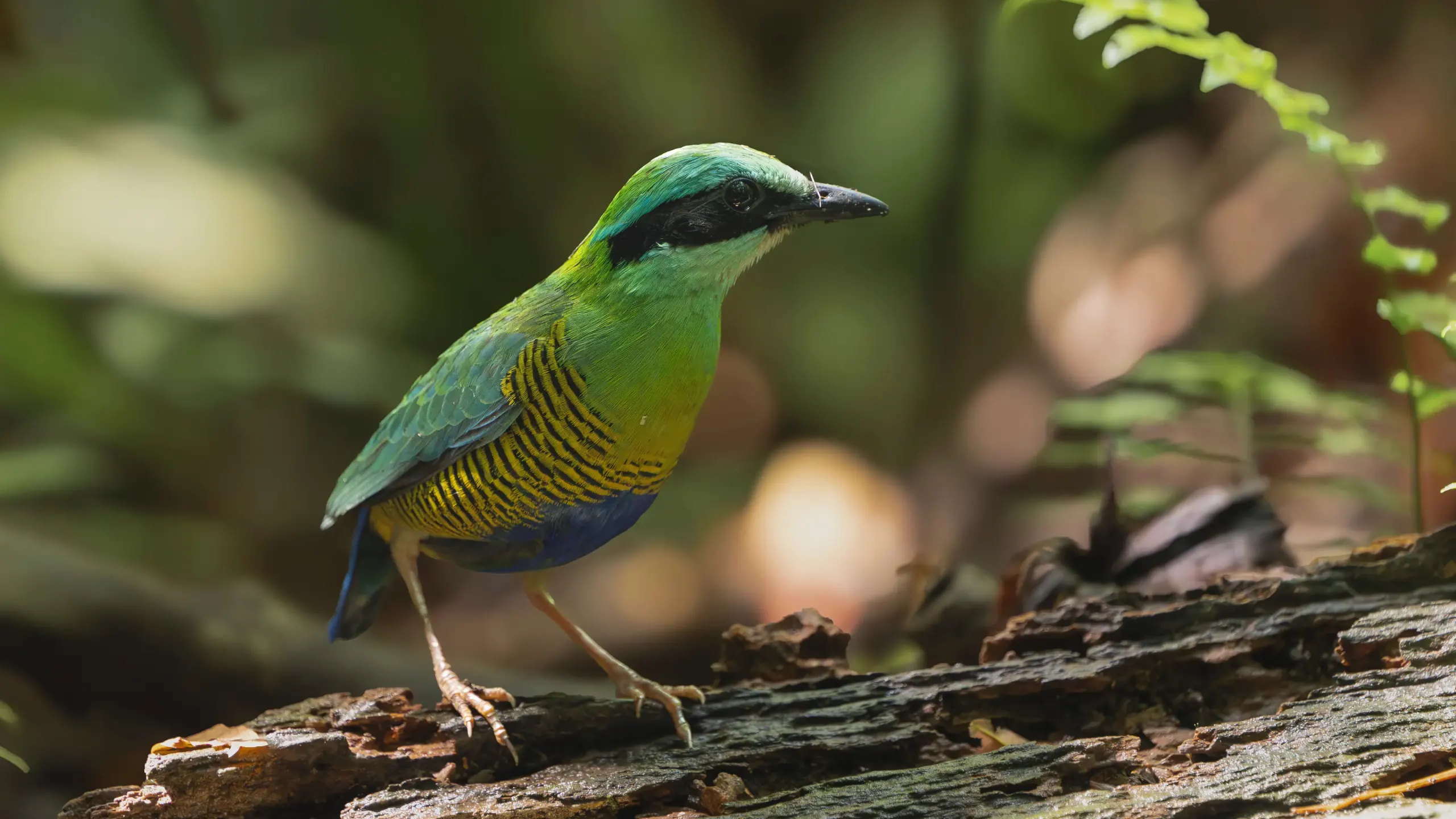 Bar-bellied pitta on the forest floor