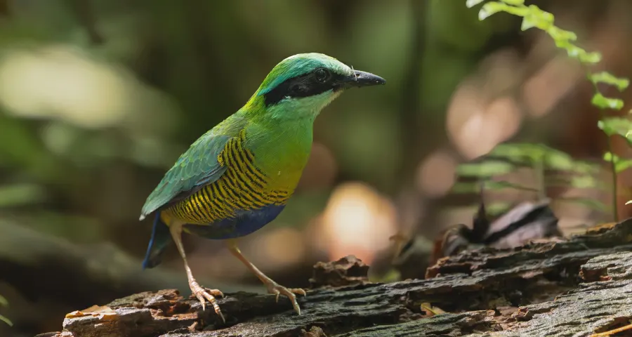 Bar-bellied pitta on the forest floor