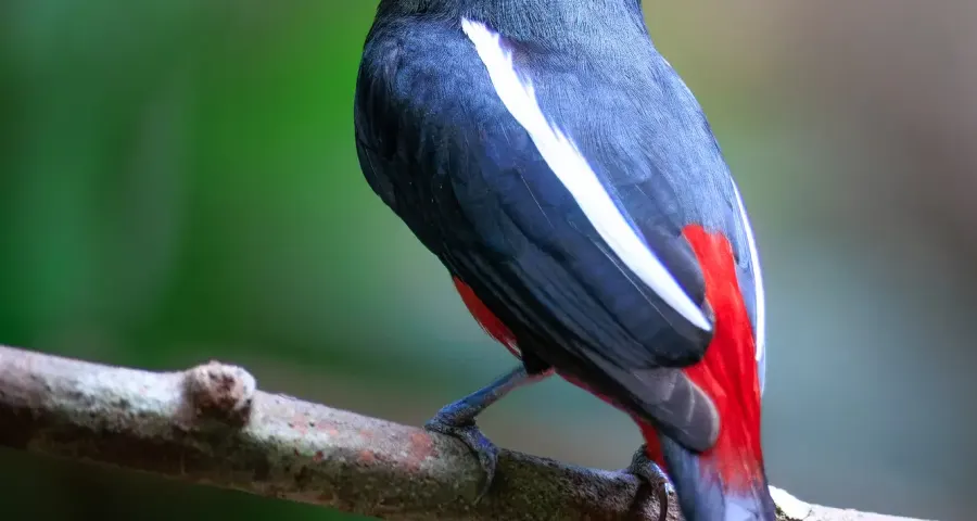 Black-and-red broadbill perched on a bare branch