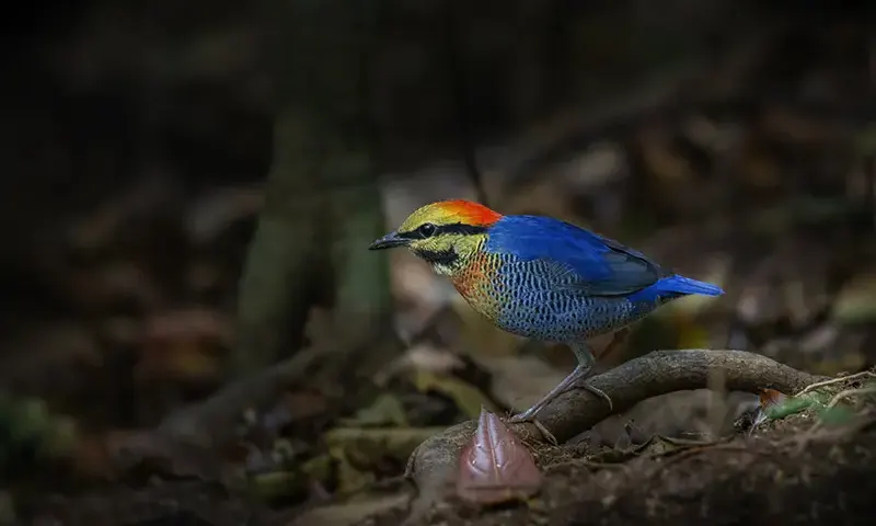 Blue pitta photographed from a forest hide