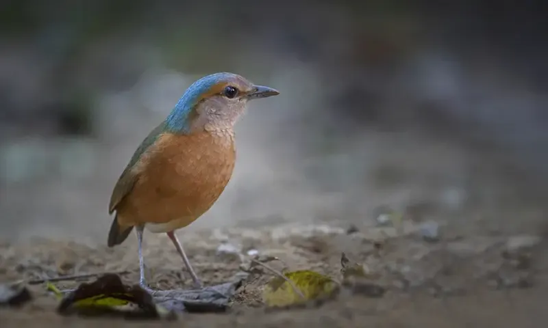 Blue-rumped pitta standing on open ground