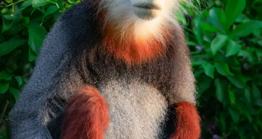 Red-shanked douc langur seated in dense forest vegetation