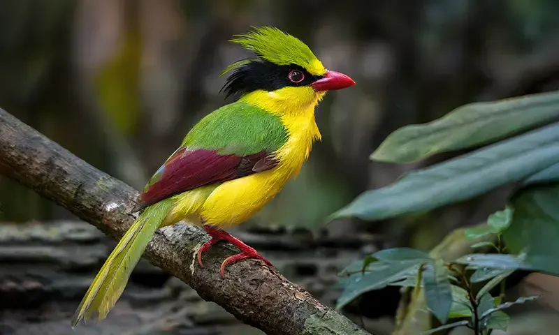 Indochinese green magpie perched on a lichen-covered log