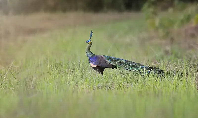 Green peafowl standing in tall grass