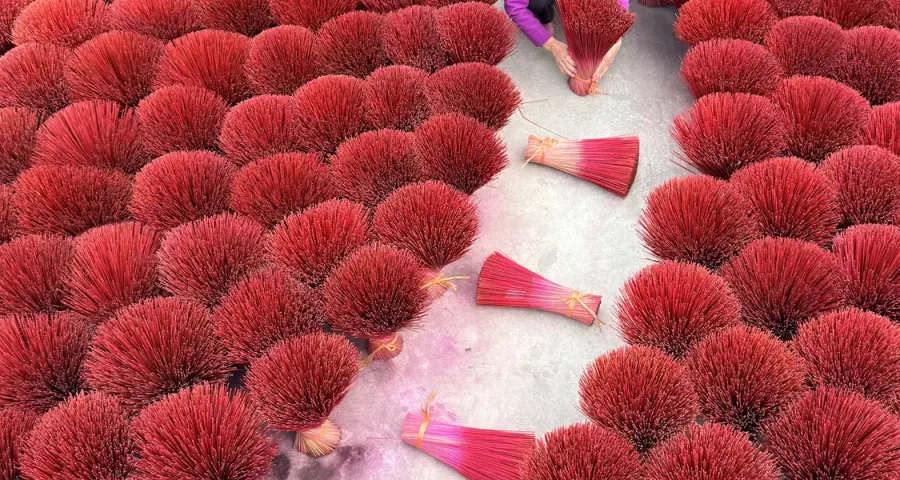 Artisan walking a winding path between drying incense bundles