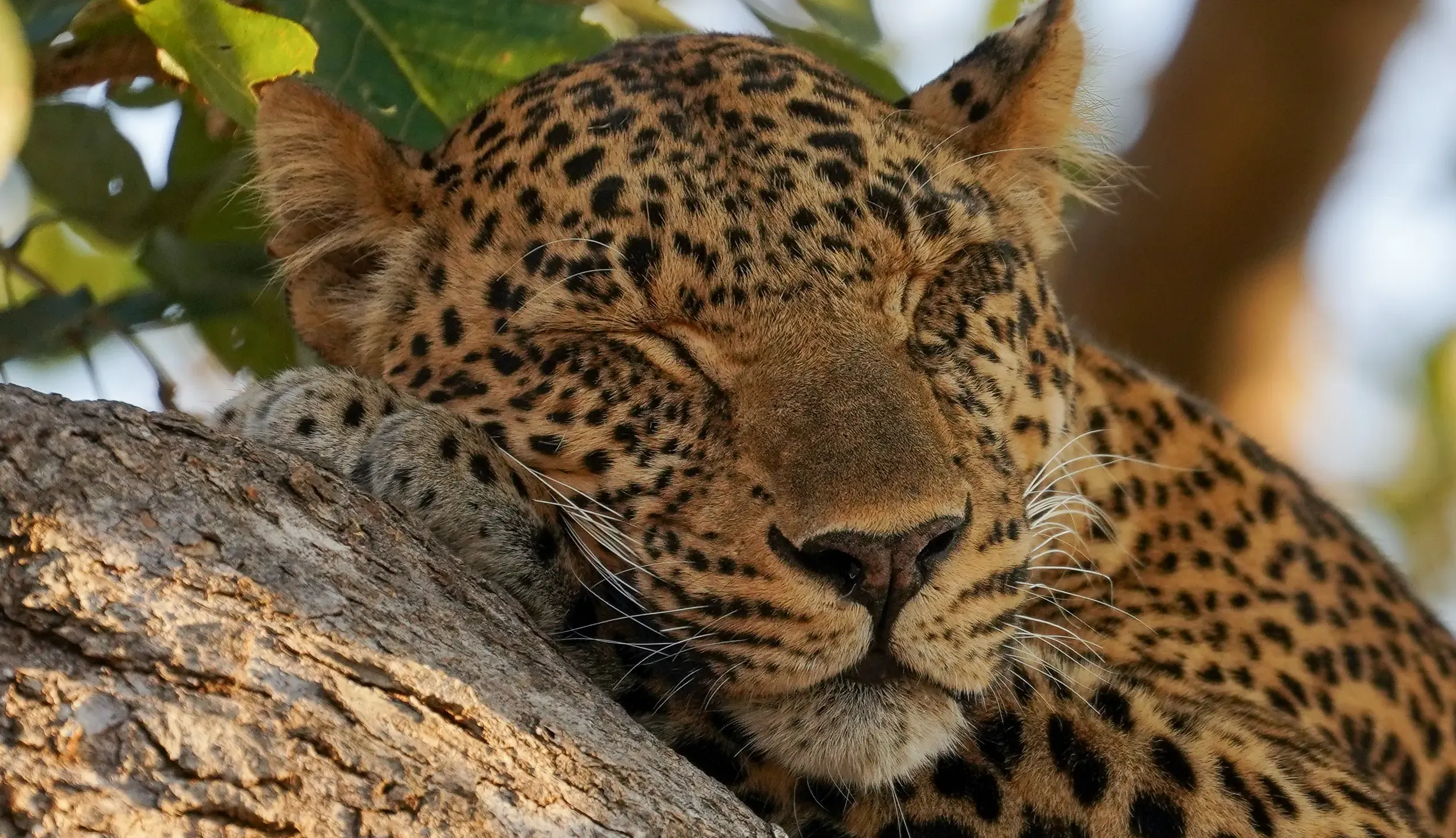 Close portrait of a resting leopard