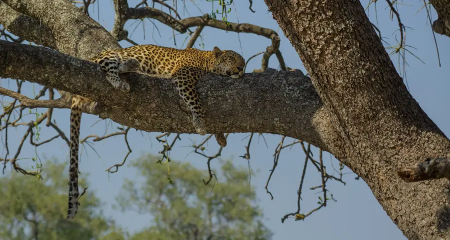 Leopard resting on the branch of a large tree
