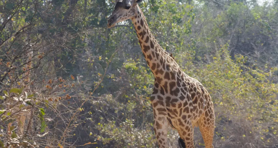 Thornicroft's giraffe walking through woodland